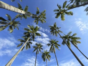 Coconut palms (Cocos nucifera), Sipaway Island, Negros, Northern Negros, Philippines
