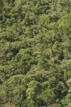 Tropical rainforest, tree fern, protected area, Northern Negros Natural Park, Negros, Northern