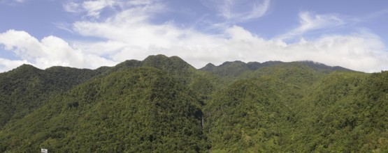 Tropical rainforest, tree fern, protected area, Northern Negros Natural Park, Panorama, Negros,