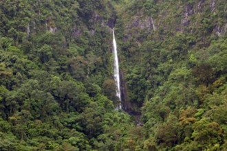 Tropical rainforest, protected area, Northern Negros Natural Park, waterfall, Negros, Northern