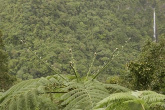 Tropical rainforest, tree fern, protected area, Northern Negros Natural Park, waterfall, Negros,