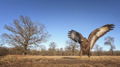 Common buzzard (Buteo buteo) hunting in winter, on the ground, hunting mice, bird of prey, habitat,