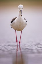 Stilt (Himantopus himantopus) Family of avocets, male with tadpole as prey, searching for food in