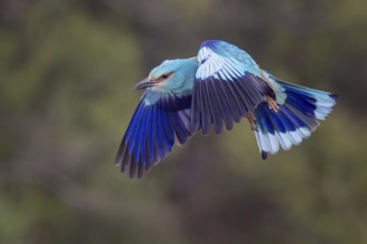 Eurasian Roller (Coracias garrulus) Almond Crow, male, female, pair, courtship, calling,