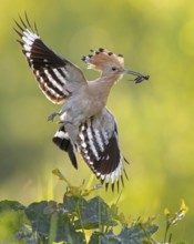 Hoopoe (Upupa epops) Bird of the Year 2022, male with food, prey, bridal gift, mating, courtship,