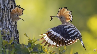 Hoopoe (Upupa epops) Bird of the Year 2022, male with food, prey, foraging, food for the young