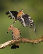 Hoopoe (Upupa epops) Bird of the Year 2022, male with food for the female, prey, alz, pair, mating,