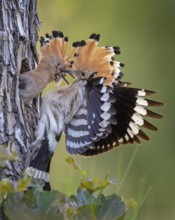 Hoopoe (Upupa epops) Bird of the Year 2022, male with food, prey, foraging, food for the young