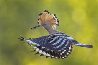 Hoopoe (Upupa epops) Bird of the Year 2022, male with food, prey, bridal gift, mating, courtship,