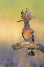 Hoopoe (Upupa epops) Bird of the Year 2022, male with food, prey, foraging, food for the young