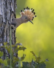 Hoopoe (Upupa epops) Bird of the Year 2022, curious young bird looking out of breeding cave,