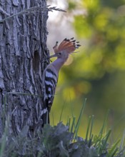 Hoopoe (Upupa epops) Bird of the Year 2022, male with food at the breeding den, prey, foraging,