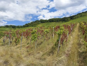Diseased vines in a hilly area with mixed foliage under a cloudy sky, near Schwaikheim,