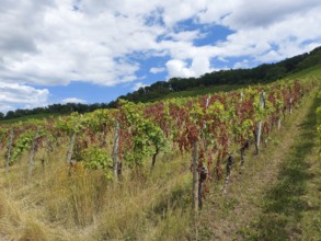 Disease-infested vines in the countryside under a cloudy summer sky, near Schwaikheim,