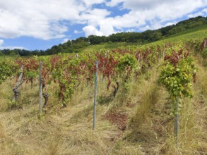 Diseased vines on a hill with green foliage and dried leaves against a blue sky, near Schwaikheim,