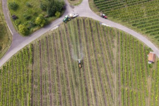 Extensive green vineyards from above with a tractor working between the rows, aerial view, spraying