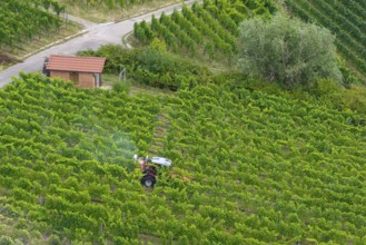 A tractor drives through a green vineyard with a small hut surrounded by plants, aerial view,