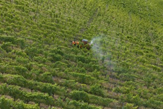 A tractor drives through a lush green vineyard, the vines grow in orderly rows, aerial view,
