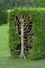 Arborvitae, thujas (Thuja), rectangular hedge, cross-section, tree trunk, branches, twigs and