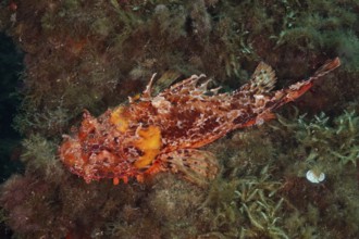 Red scorpionfish (Scorpaena scrofa) on the algae-covered seabed in the Mediterranean Sea near