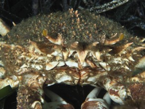 Portrait of a crab, European spider crab (Maja squinado), in the Mediterranean Sea near Hyères,