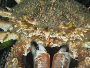 Close-up of a crab, European spider crab (Maja squinado), with detailed view of the carapace, in
