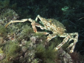 European spider crab (Maja squinado) climbing over algae-covered seabed in the Mediterranean Sea