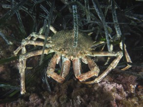 European spider crab (Maja squinado) well camouflaged between algae on the seabed in the