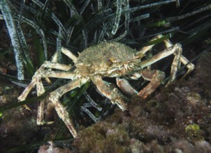 Well camouflaged crab, European spider crab (Maja squinado), on the algae-covered seabed in the