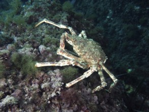 A large crab, European spider crab (Maja squinado), moves across the algae-covered seabed in the