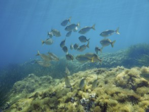 A shoal of fish, golden stripe (Sarpa salpa), swimming over algae-covered ground in the