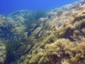 A shoal of fish, a golden shoal (Sarpa salpa), swims over an algae-covered underwater slope in the