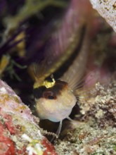 A striped Tompot blenny (Parablennius rouxi) in a colourful environment, looking curiously.