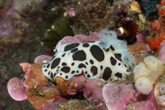 Spotted sea snail, leopard snail (Discodoris atromaculata), on vivid pink and orange sea sponges in