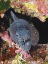 Mediterranean moray eel (Muraena helena) opens its mouth, showing teeth while peeking out of a rock