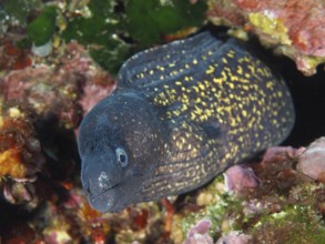 Close-up of a Mediterranean moray eel (Muraena helena) looking out of a rock, with detailed pattern
