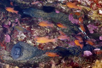 Dense underwater scene with two Mediterranean moray eels (Muraena helena) and colourful fish in a