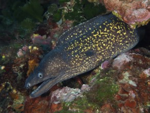 Detailed view of a Mediterranean Spotted moray (Muraena helena) with a spotted pattern, half hidden