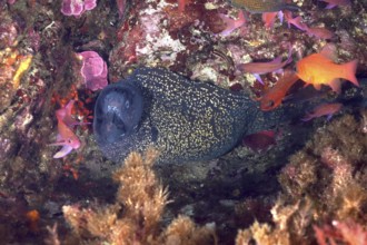 Mediterranean moray eel (Muraena helena) in a rocky niche surrounded by colourful fish and algae