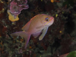 A pink-coloured fish, Mediterranean flagfish (Anthias anthias), swimming in the Mediterranean Sea