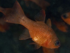 An orange coloured fish, king mullet (Apogon imberbis), in dark water in the Mediterranean Sea near