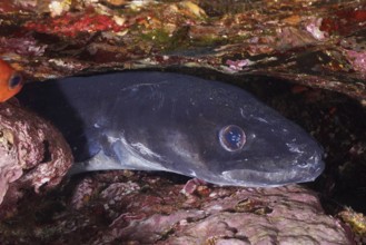 A conger eel (Conger conger) hides between rocks in a dark underwater environment in the