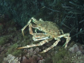 European spider crab (Maja squinado) above the algae-covered seabed in the Mediterranean Sea near