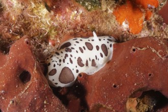 Spotted sea snail, leopard snail (Discodoris atromaculata), on red-brown sea sponge in the