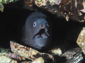 Mediterranean moray eel (Muraena helena) with open mouth in a dark rocky hideaway under water in