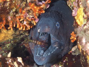 Mediterranean moray eel (Muraena helena) with its mouth wide open being groomed by a Mediterranean
