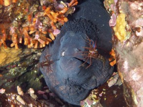 Mediterranean moray eel (Muraena helena) and two Mediterranean cleaner shrimps (Lysmata