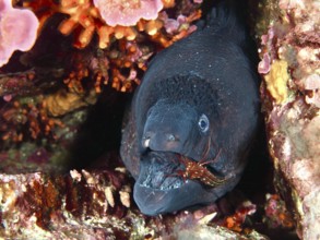 Close-up of a Mediterranean moray eel (Muraena helena) with a Mediterranean cleaner shrimp (Lysmata