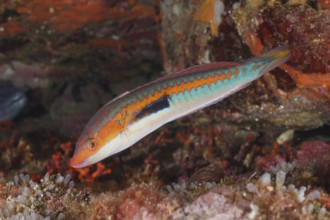 A colourful fish, sea squirt (Coris julis), swims through a lively reef in the Mediterranean Sea