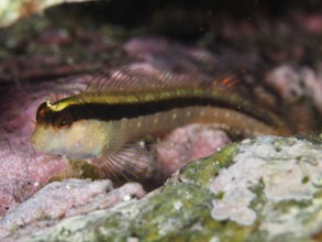 Tompot blenny (Parablennius rouxi) between pink and green algae in the reef in the Mediterranean